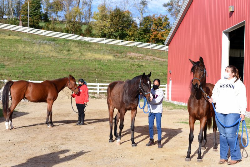 UConn PCS: Introduction to Equine Science and Horsemanship